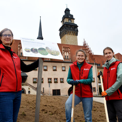 Foto 02 - Stadt Zeitz fördert Biodiversität - Wiesen an Altmarkt und Kalktor werden zu Wildblumenwiesen